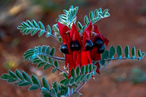 The Sturt Pea Community Magazine