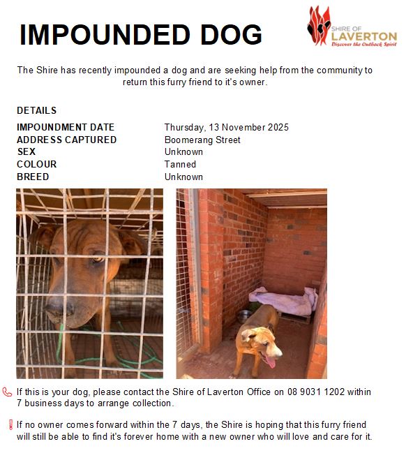 Impounded Dog
